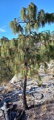 Pinus lumholtzii