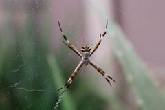 Argiope argentata