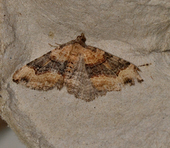 Epyaxa subidaria