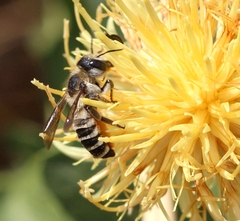 Megachile albisecta