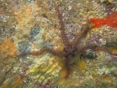 Ophiothrix