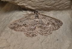 Psilosticha absorpta