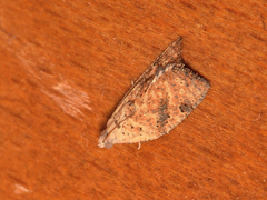 Meritastis