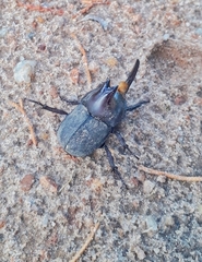 Diloboderus abderus