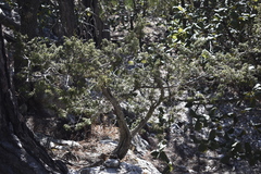 Juniperus durangensis