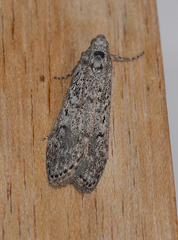 Heteromicta pachytera