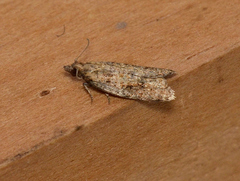 Isochorista chaodes