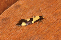 Opogona comptella
