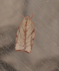 Euchaetis inceptella