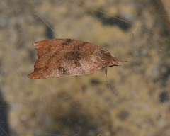 Tortricopsis euryphanella