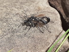 Eremnophila