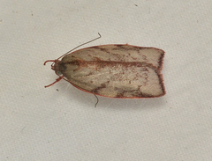 Euchaetis inceptella