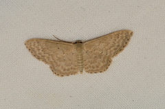 Idaea epicyrta