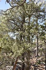 Juniperus durangensis