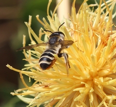 Megachile albisecta
