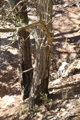 Juniperus durangensis
