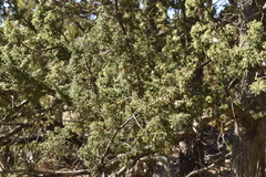 Juniperus durangensis