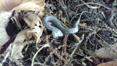 Natrix astreptophora