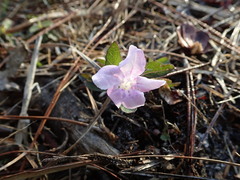 Ruellia caroliniensis heteromorpha