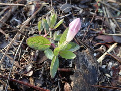 Ruellia caroliniensis heteromorpha