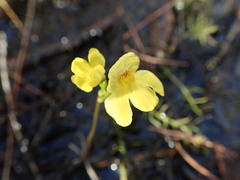 Utricularia inflata