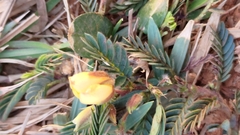 Chamaecrista garambiensis