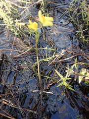 Utricularia inflata