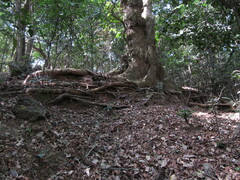 Syzygium cumini