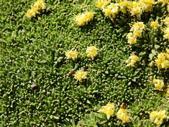 Azorella monantha