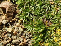 Azorella monantha