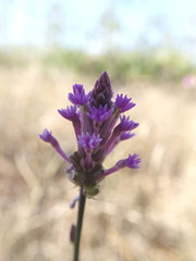 Polygala incarnata