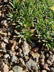 Azorella monantha