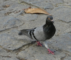 Columba livia