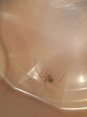 Spermophora senoculata