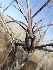 Tillandsia paucifolia