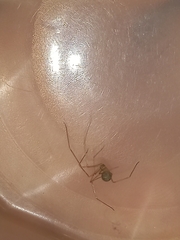 Spermophora senoculata