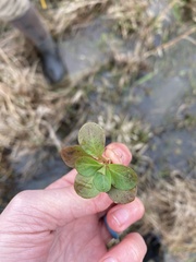 Ludwigia repens