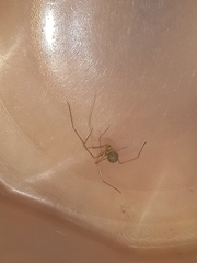 Spermophora senoculata