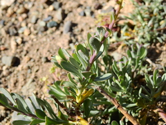Senecio subumbellatus