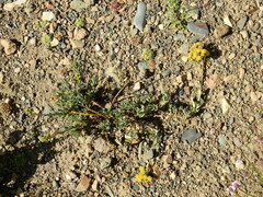 Senecio subumbellatus