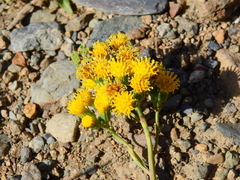 Senecio subumbellatus
