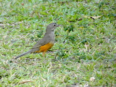 Turdus rufiventris