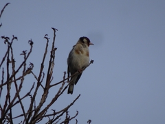 Carduelis carduelis britannica