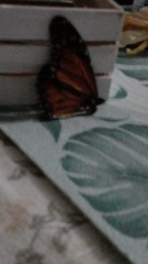 Danaus erippus