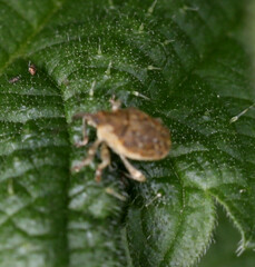 Parethelcus pollinarius