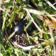 Timarcha goettingensis