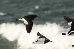 Haematopus leucopodus