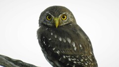 Glaucidium nana