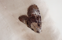 Acatapaustus leucospila