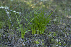 Toxicoscordion fremontii